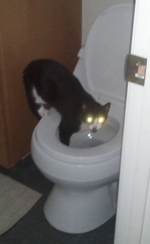Alien Cat Drinks from Toilet!